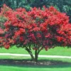 Red Crape Myrtle Live Plant - Quart Pot, Outdoor Flowering Shrub, Lagerstroemia - Image 1