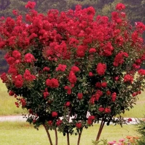 Red Crape Myrtle Live Plant - Quart Pot, Outdoor Flowering Shrub, Lagerstroemia - Image 2