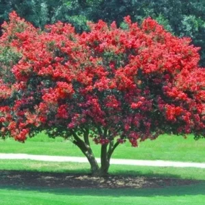 Red Crape Myrtle Live Plant - Quart Pot, Outdoor Flowering Shrub, Lagerstroemia - Image 1