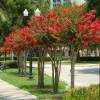 Red Crape Myrtle Live Plants - 2 Pack, 4 inch Container - Outdoor Shrub - Image 1