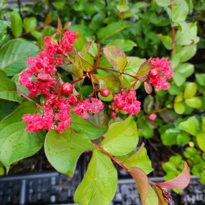 Red Crape Myrtle Live Plants - 2 Pack, 4 inch Container - Outdoor Shrub - Image 2