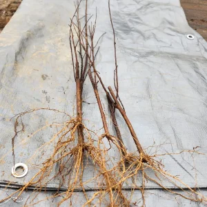 Red Crape Myrtle Live Plants - 5 Bare Root Lagerstroemia Indica Rubra, 12-18