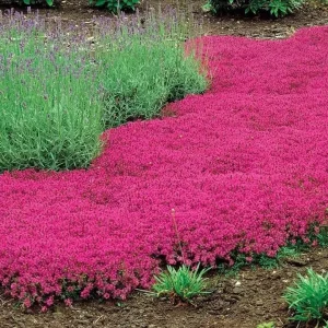 Red Creeping Thyme Seeds - 1000+ Non-GMO Groundcover Seeds, Perennial - Image 2