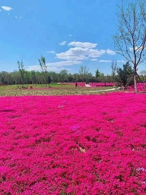 Red Creeping Thyme Seeds - 1000+ Non-GMO Groundcover Seeds - Perennial Herb - Image 3