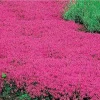 Red Creeping Thyme Seeds - Fragrant Groundcover Perennial Herb - 500 Seeds - Image 1