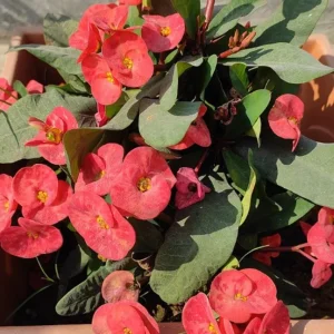 Red Crown of Thorns Live Plant - Euphorbia Milii - 3-5