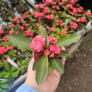Red Crown of Thorns Live Plant - Euphorbia Milii - 3-5