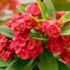 Red Crown of Thorns Live Plant - Euphorbia Milii - 3-5" Tall, 2" Pot - Indoor/Outdoor Succulent - Image 1