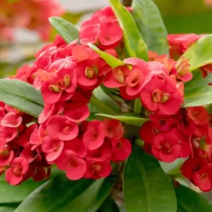 Red Crown of Thorns Live Plant - Euphorbia Milii - 3-5" Tall, 2" Pot - Indoor/Outdoor Succulent - Image 1