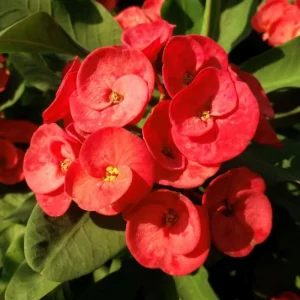 Red Crown of Thorns Live Plant – Euphorbia Milii – 4