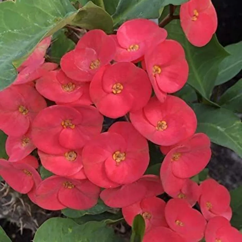 Red Crown of Thorns Live Plant – Euphorbia Milii – 4" Pot – Flowering Succulent - Image 3