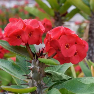 Red Crown of Thorns Live Plant – Euphorbia Milii – 4