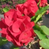 Red Crown of Thorns Live Plant – Euphorbia Milii – 4" Pot – Flowering Succulent - Image 1
