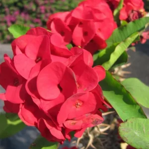 Red Crown of Thorns Live Plant – Euphorbia Milii – 4" Pot – Flowering Succulent - Image 1