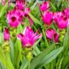 Red Curcuma Flower Plant Rhizomes - 3 Roots, Fast Growing Turmeric, Indoor/Outdoor - Image 1