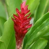 Red Curcuma Turmeric Live Plant - 3 Rhizomes - Fast Growing Flower for Indoor/Outdoor - Image 1