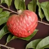 Red Custard Apple Live Plant - 2-3 Ft Tall, 3 Gallon Pot - Annona reticulata - Image 1
