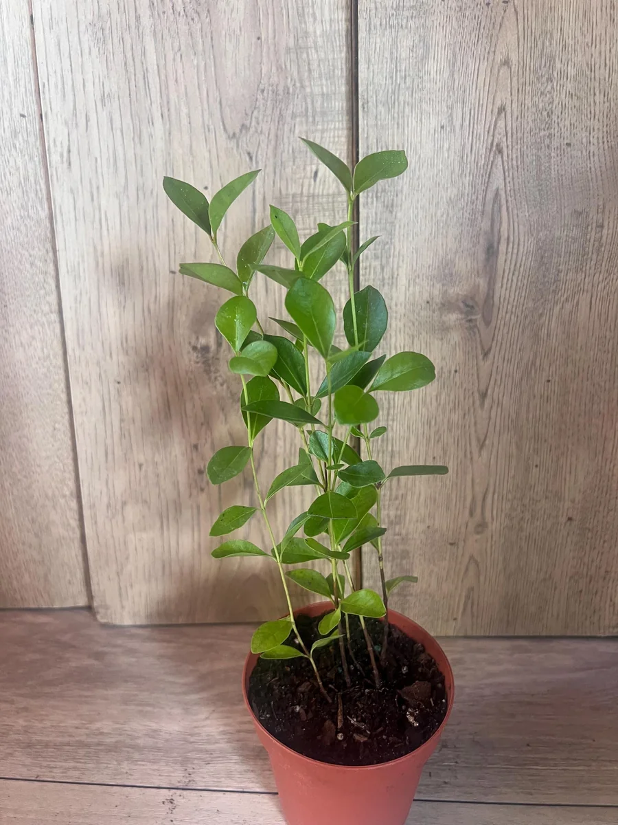 Red Cuttley Guava Live Plant – Strawberry Ruby Guava Tree – 4 or 6 Inch Pot - Image 10