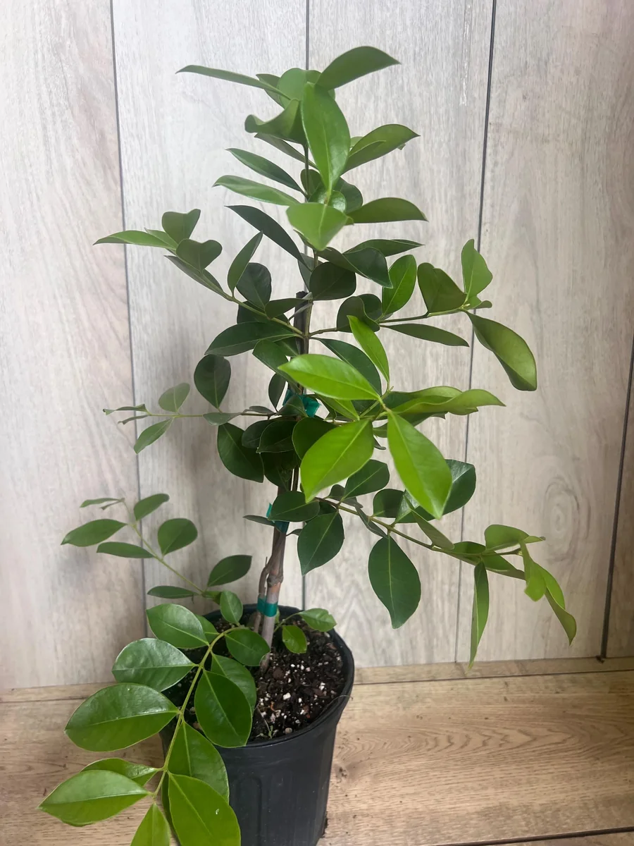 Red Cuttley Guava Live Plant – Strawberry Ruby Guava Tree – 4 or 6 Inch Pot - Image 2