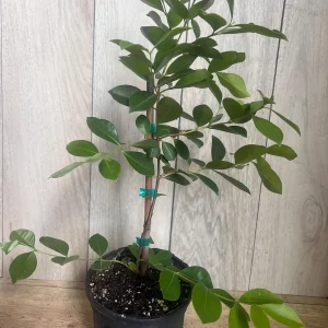 Red Cuttley Guava Live Plant – Strawberry Ruby Guava Tree – 4 or 6 Inch Pot - Image 3