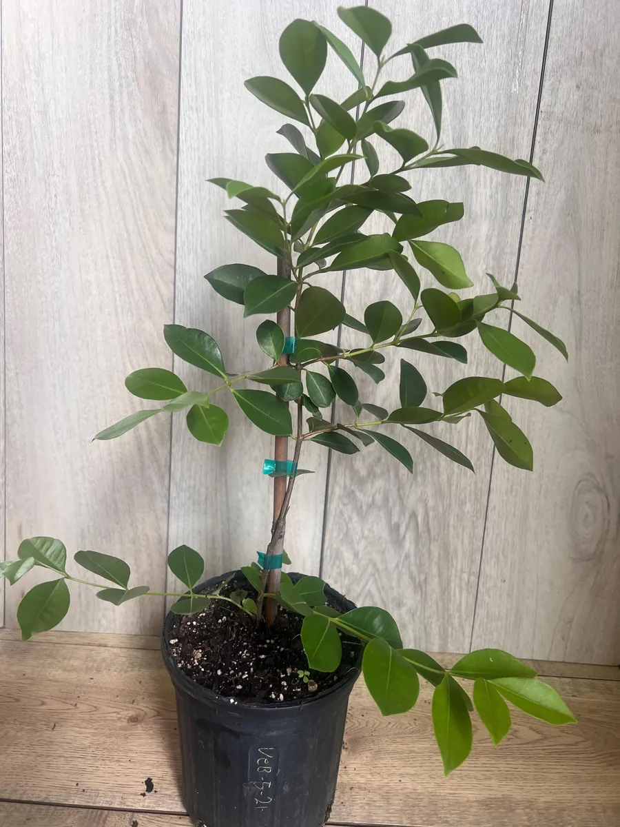 Red Cuttley Guava Live Plant – Strawberry Ruby Guava Tree – 4 or 6 Inch Pot - Image 3