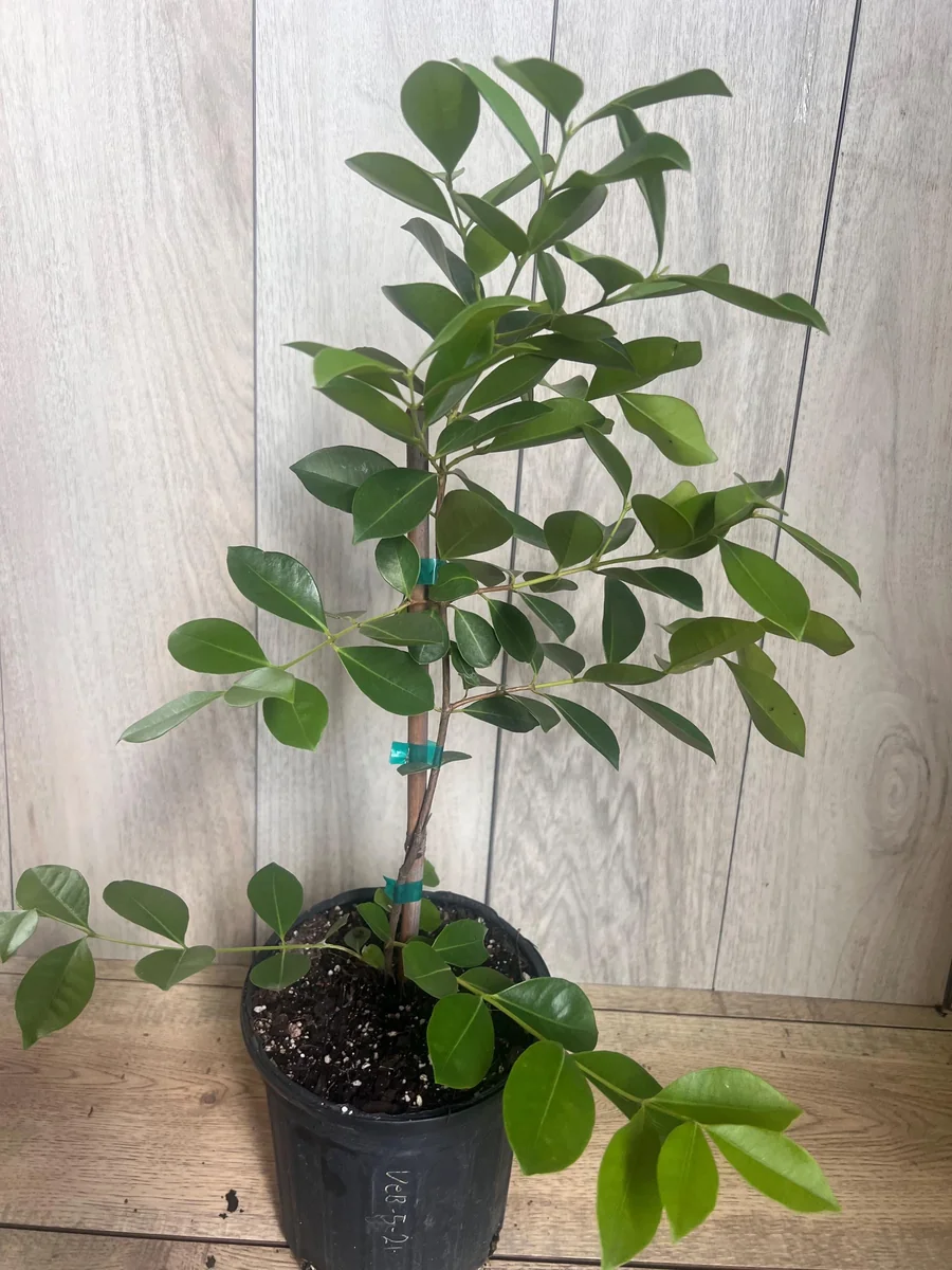 Red Cuttley Guava Live Plant – Strawberry Ruby Guava Tree – 4 or 6 Inch Pot - Image 4