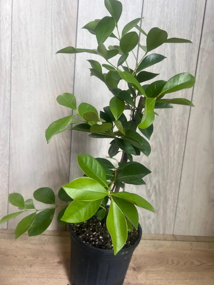 Red Cuttley Guava Live Plant – Strawberry Ruby Guava Tree – 4 or 6 Inch Pot - Image 5