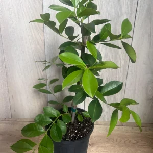 Red Cuttley Guava Live Plant – Strawberry Ruby Guava Tree – 4 or 6 Inch Pot - Image 6