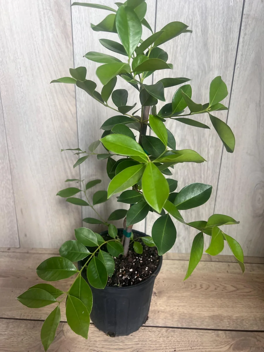 Red Cuttley Guava Live Plant – Strawberry Ruby Guava Tree – 4 or 6 Inch Pot - Image 6