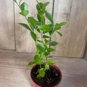 Red Cuttley Guava Live Plant – Strawberry Ruby Guava Tree – 4 or 6 Inch Pot - Image 7