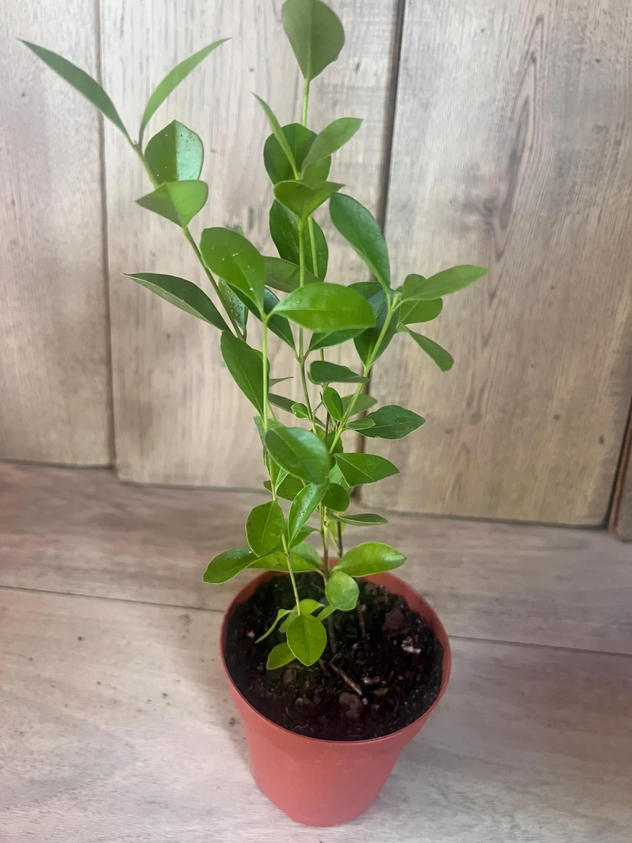 Red Cuttley Guava Live Plant – Strawberry Ruby Guava Tree – 4 or 6 Inch Pot - Image 7