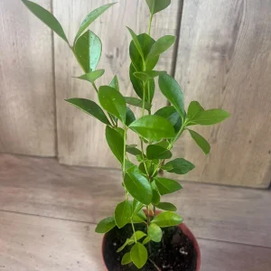 Red Cuttley Guava Live Plant – Strawberry Ruby Guava Tree – 4 or 6 Inch Pot - Image 8