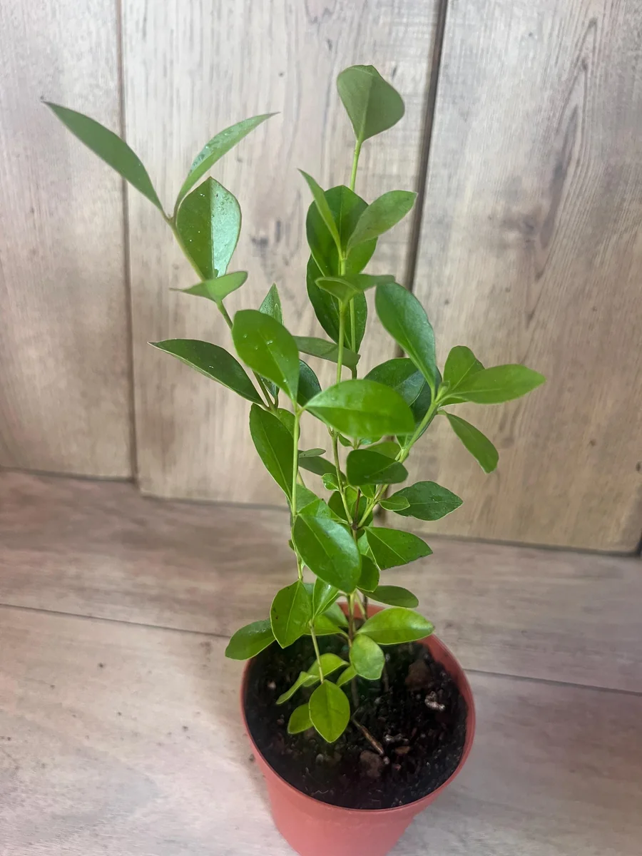 Red Cuttley Guava Live Plant – Strawberry Ruby Guava Tree – 4 or 6 Inch Pot - Image 8