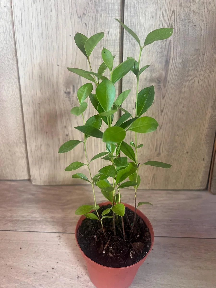 Red Cuttley Guava Live Plant – Strawberry Ruby Guava Tree – 4 or 6 Inch Pot - Image 9