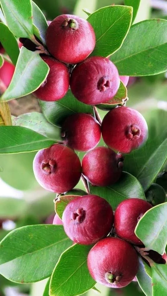 Red Cuttley Guava Live Plant – Strawberry Ruby Guava Tree – 4 or 6 Inch Pot - Image 1