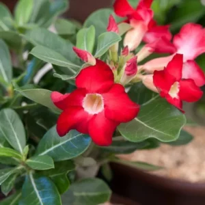 Red Desert Rose Live Plant - Adenium Obesum Succulent - 3-6