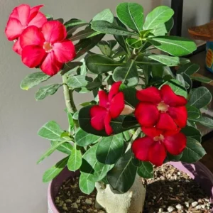 Red Desert Rose Live Plant - Adenium Obesum Succulent - 3-6" Tall Starter Plant - Red Blooms, Drought Tolerant - Image 1