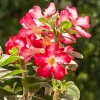 Red Desert Rose Plant - Adenium Obesum Starter - 6-8 inch Tall Live Succulent - Image 1