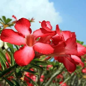 Red Desert Rose Plant - Adenium Obesum Starter - 6-8 inch Tall Live Succulent - Image 2