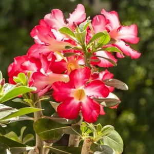 Red Desert Rose Plant - Adenium Obesum Starter - 6-8 inch Tall Live Succulent - Image 1