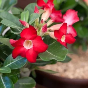 Red Desert Rose Plant - Adenium Obesum Starter - 6-8 inch Tall Live Succulent - Image 6
