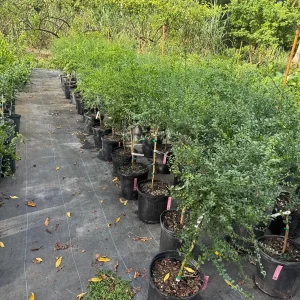 Red Finger Lime Tree - 5 Gallon Live Plant, 3-4 Feet Tall Citrus - Image 6