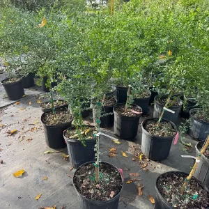 Red Finger Lime Tree - 5 Gallon Live Plant, 3-4 Feet Tall Citrus - Image 9