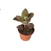 Red Fittonia Live Plant - 2 inch Pot - Indoor Nerve Plant - Image 1