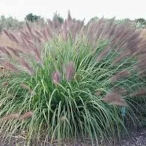 Red Fountain Grass Live Plant - Perennial Ornamental Grass for Fall Color - Image 2