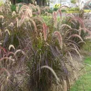 Red Fountain Grass Live Plant - Perennial Ornamental Grass for Fall Color - Image 6