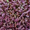 Red Garnet Mustard Microgreen Seeds - Heirloom Non-GMO for Sprouting - Image 1