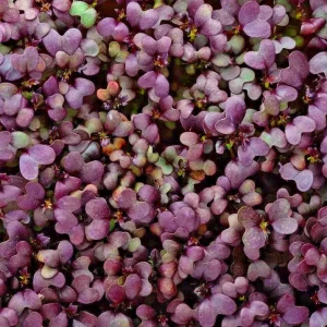 Red Garnet Mustard Microgreen Seeds - Heirloom Non-GMO for Sprouting - Image 1