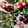 Red Guava Live Plant - 1 Foot Tall, Ships in 6-inch Pot, Fruit Tree - Image 1