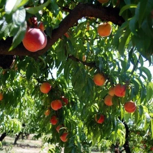 Red Haven Peach Tree - Grafted Bare Root Fruit Tree for Home Orchard - Image 4